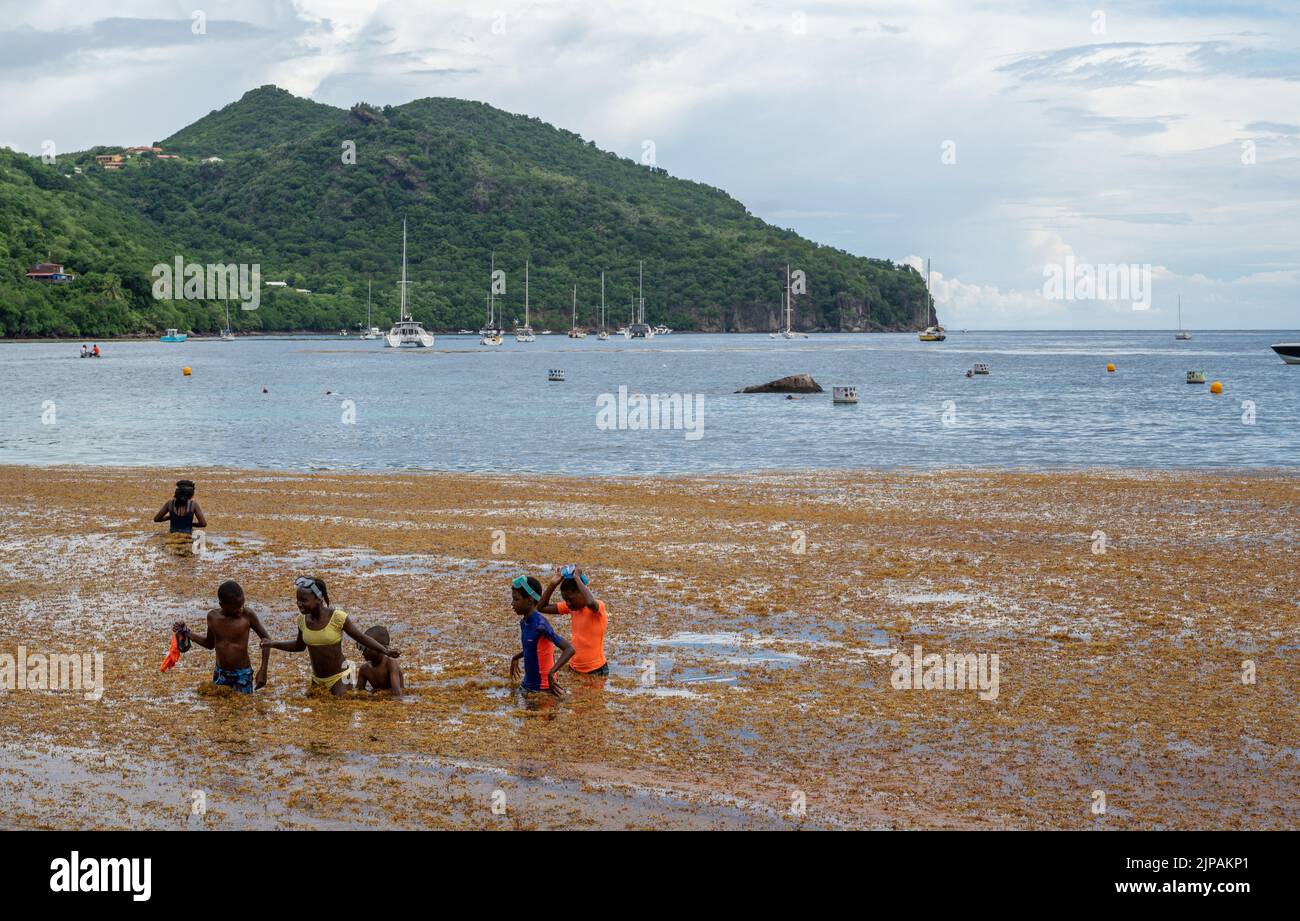 sargassum at anses d'arlet, french west indies Stock Photo