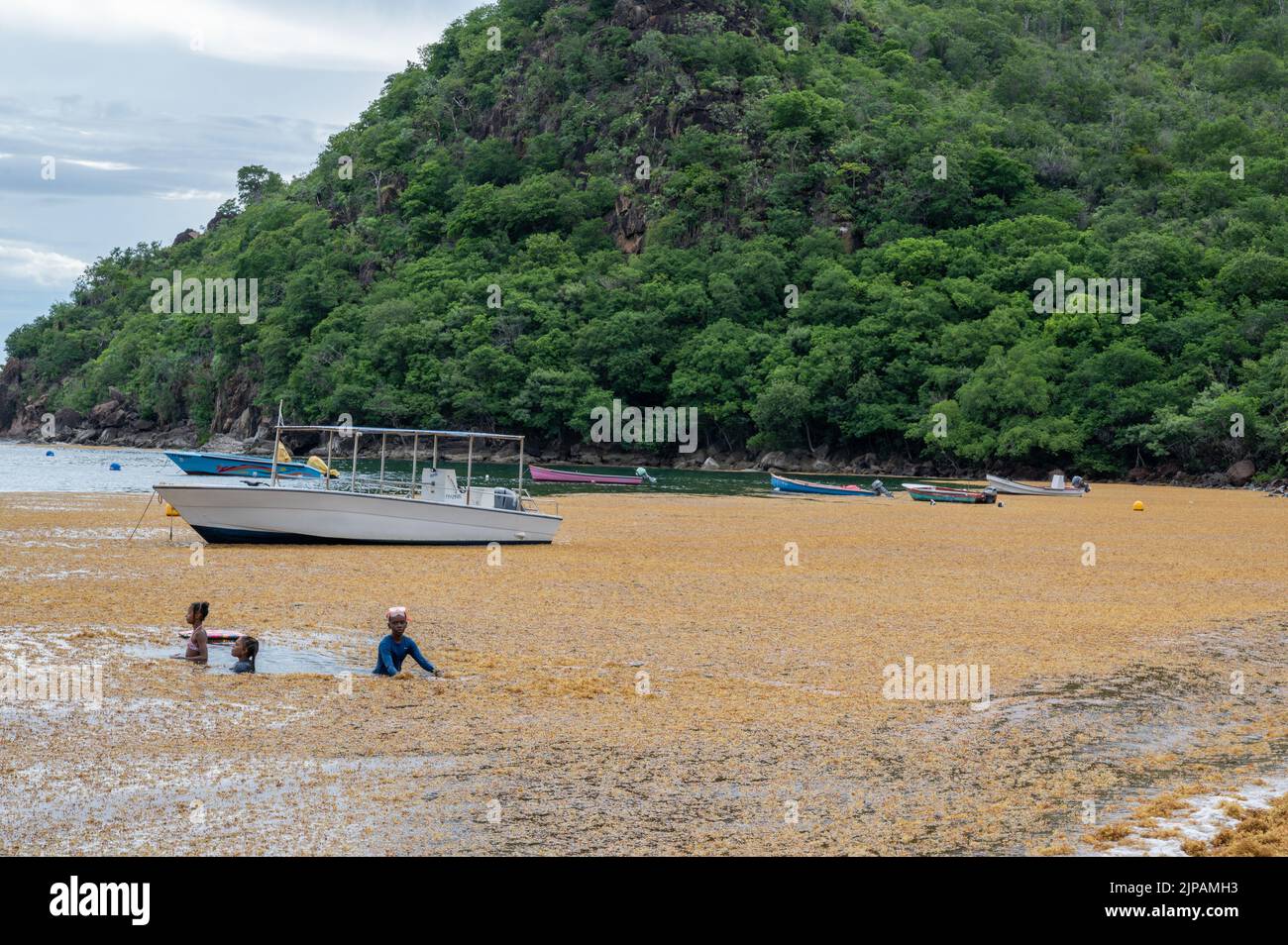 sargassum at anses d'arlet, french west indies Stock Photo