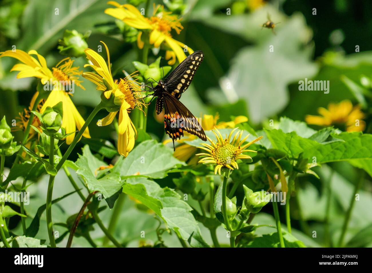 Male eastern black swallowtail butterfly (Papilio polyxenes) on a cup plant flower. Small bee in flight in background. Stock Photo