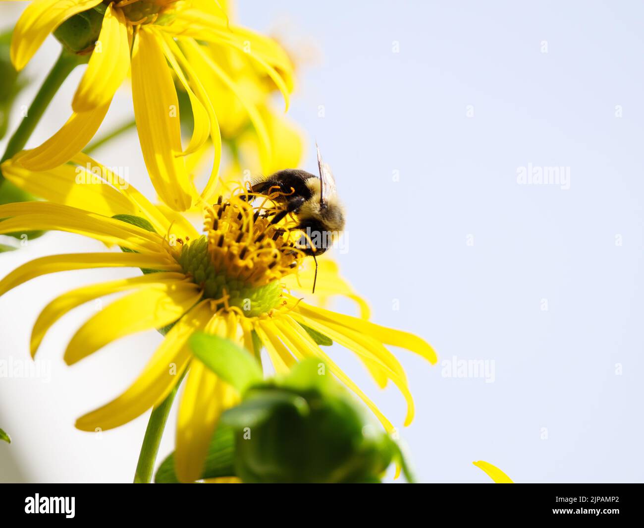 Bumble bee on cup plant flower. Stock Photo