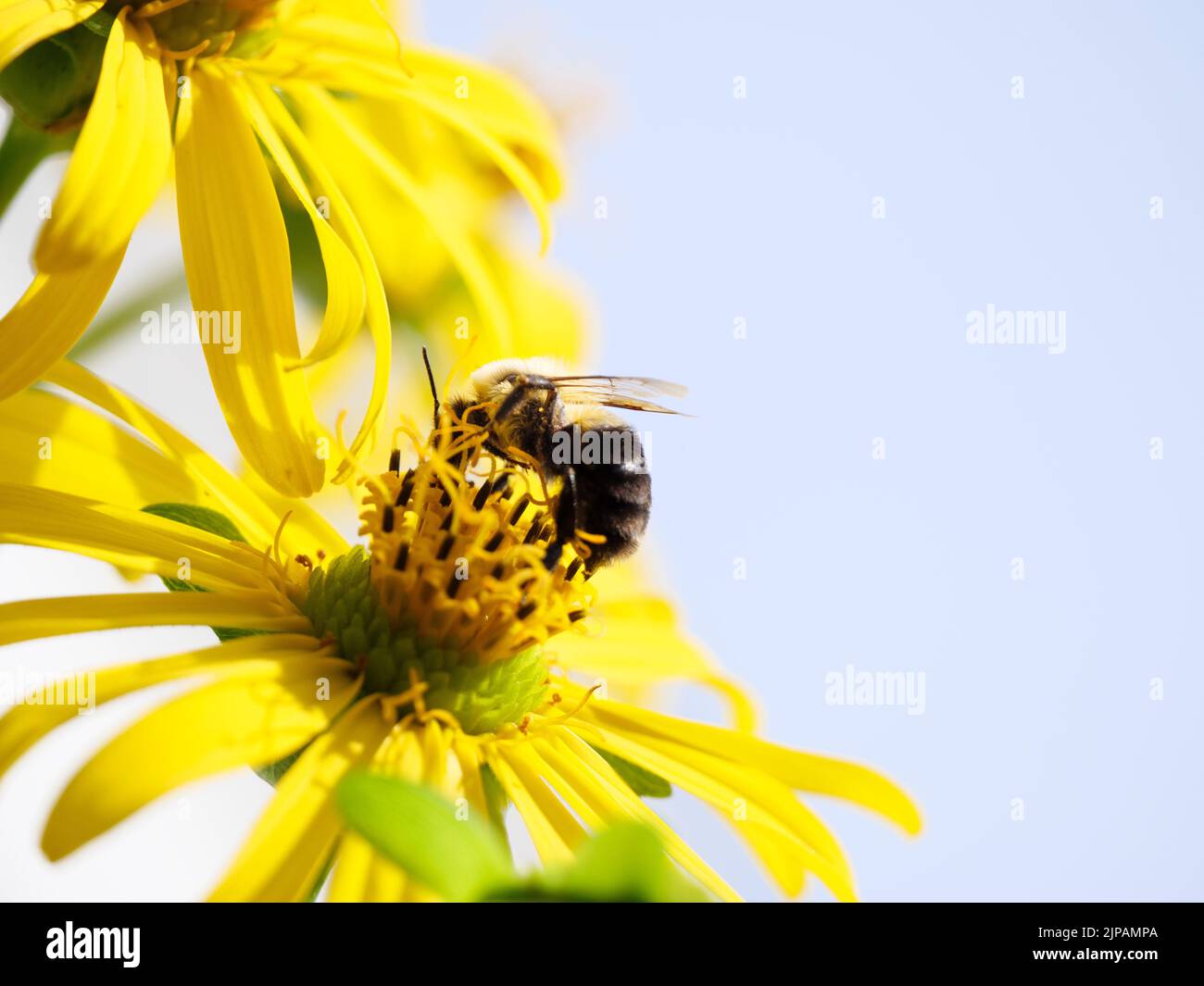 Bumble bee on cup plant flower Stock Photo - Alamy