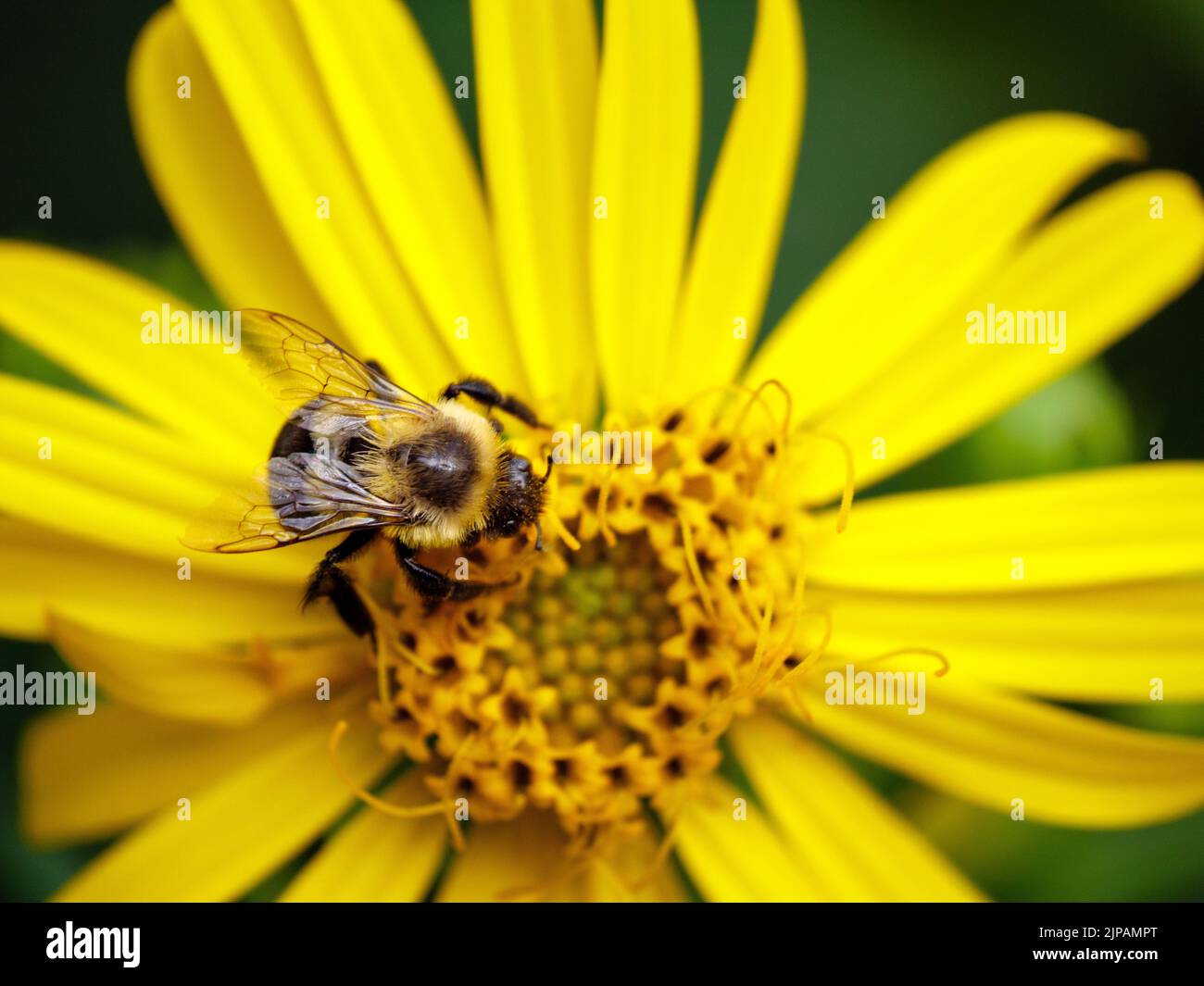 Two-spotted bumble bee (Bombus bimaculatus) on cup plant flower. Stock Photo