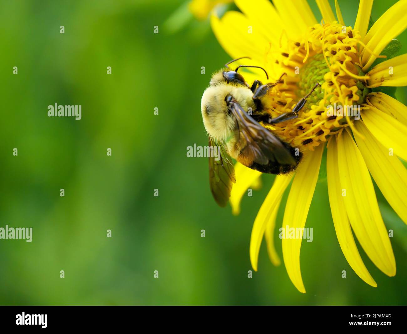 Brown-belted bumble bee (Bombus griseocollis) on cup plant flower. Stock Photo