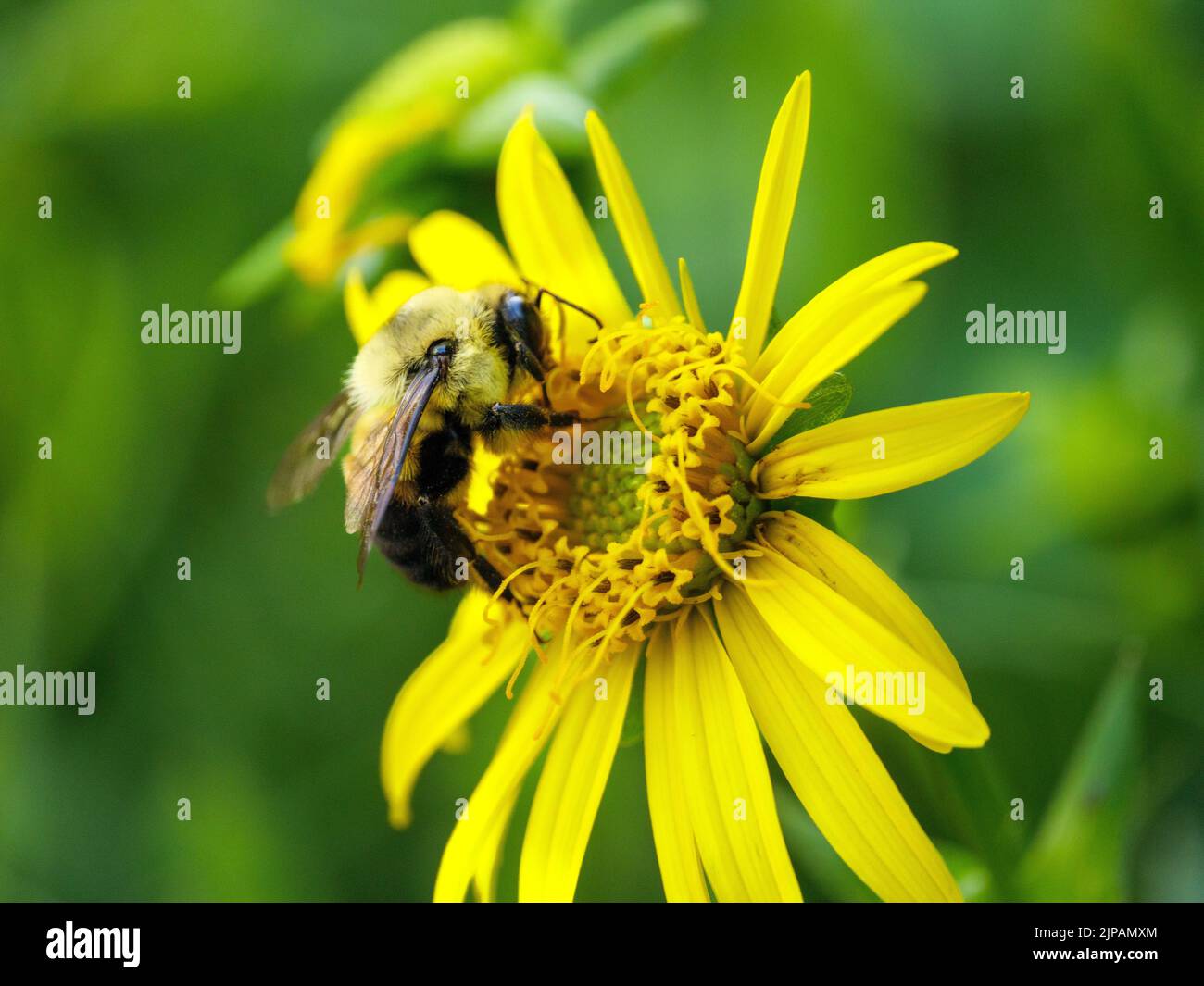 Brown-belted bumble bee (Bombus griseocollis) on cup plant flower. Stock Photo