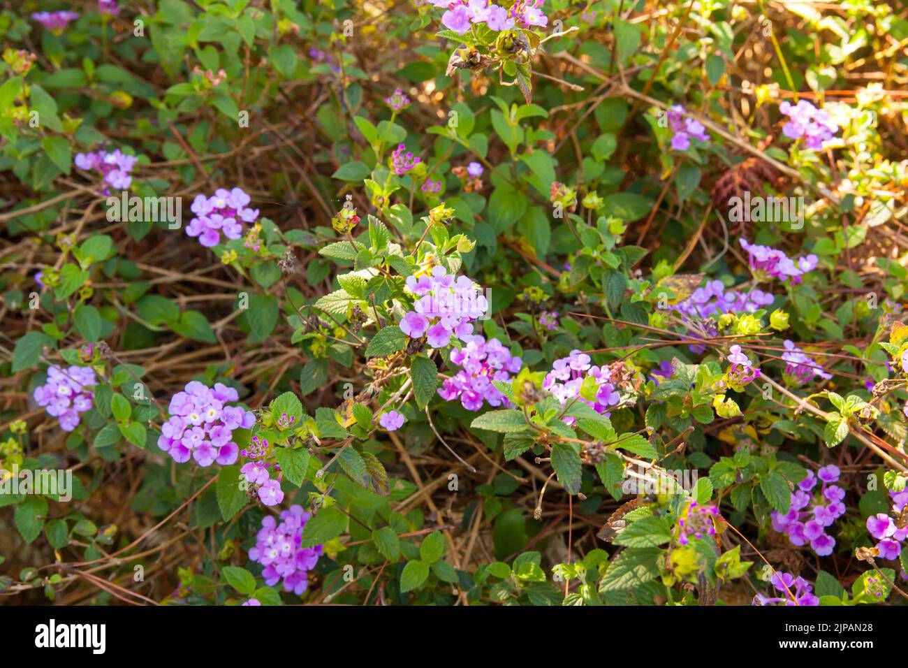 Purple Trailing Lantana in bloom with green background in sunny