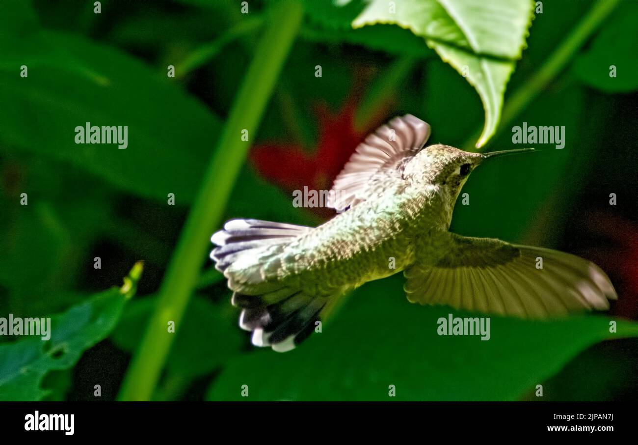 hummingbird in flight Stock Photo