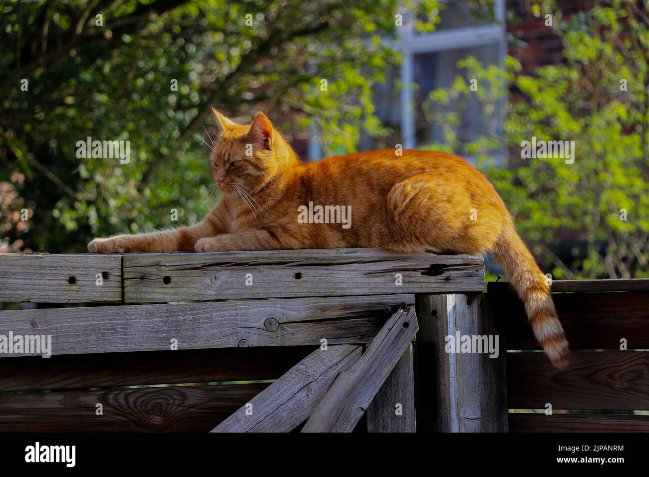 A ginger cat, sitting outside on a sunny day Stock Photo - Alamy