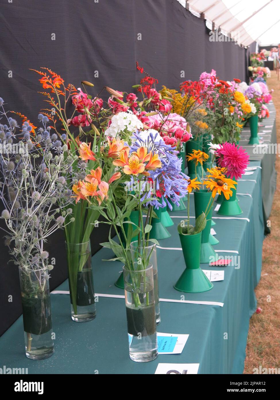 Cut flowers on display in one of the floral competitions in a marquee