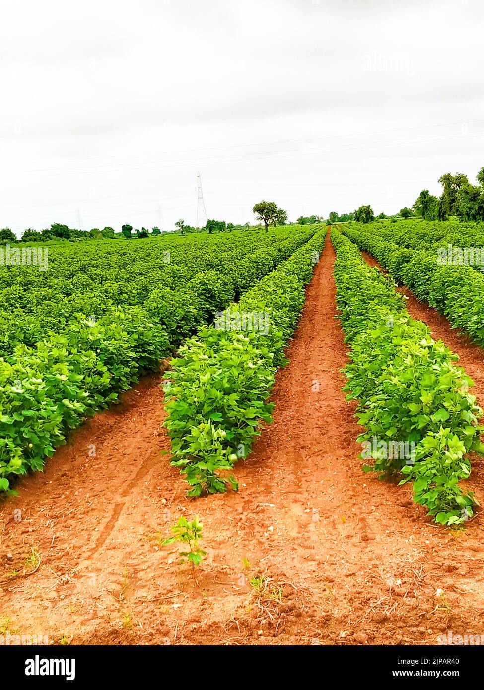 Cotton crop Indian forming in the field Stock Photo - Alamy