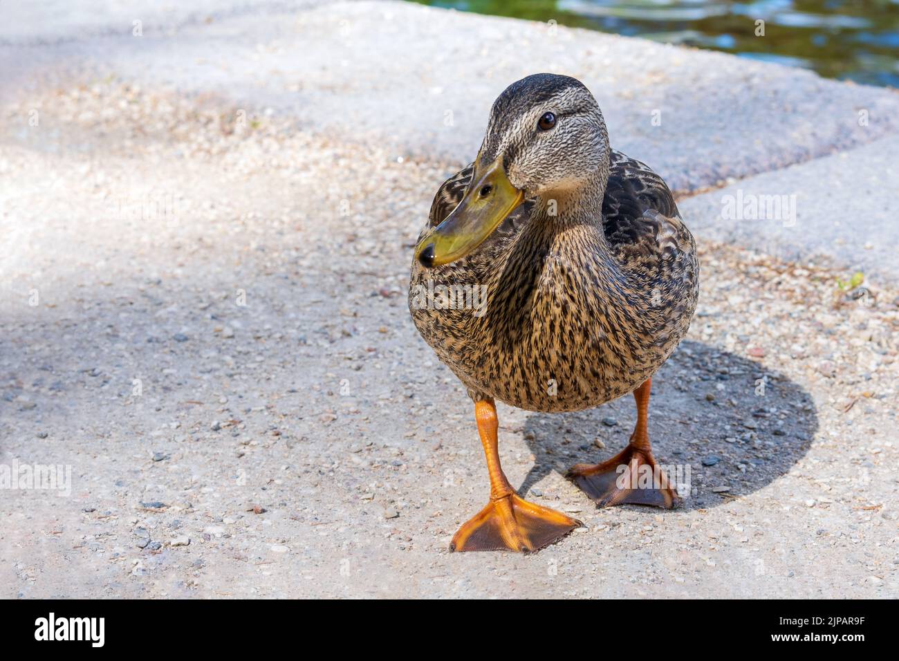 Female wild duck stands on the shore of a lake Stock Photo