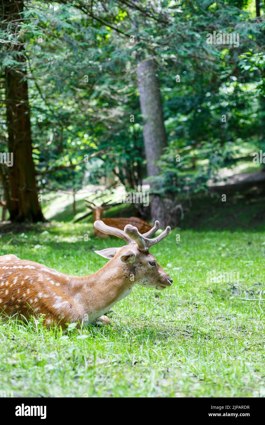 Beautiful young brown deer in the wild. Wild deer among green trees