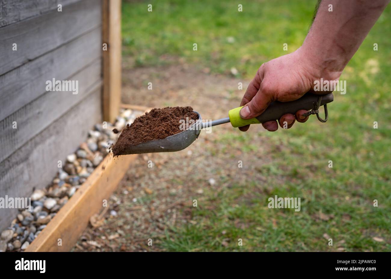 Male gardener holding scoop trowel full of soil above the grass. Spreading soil over bald grass patch. Stock Photo