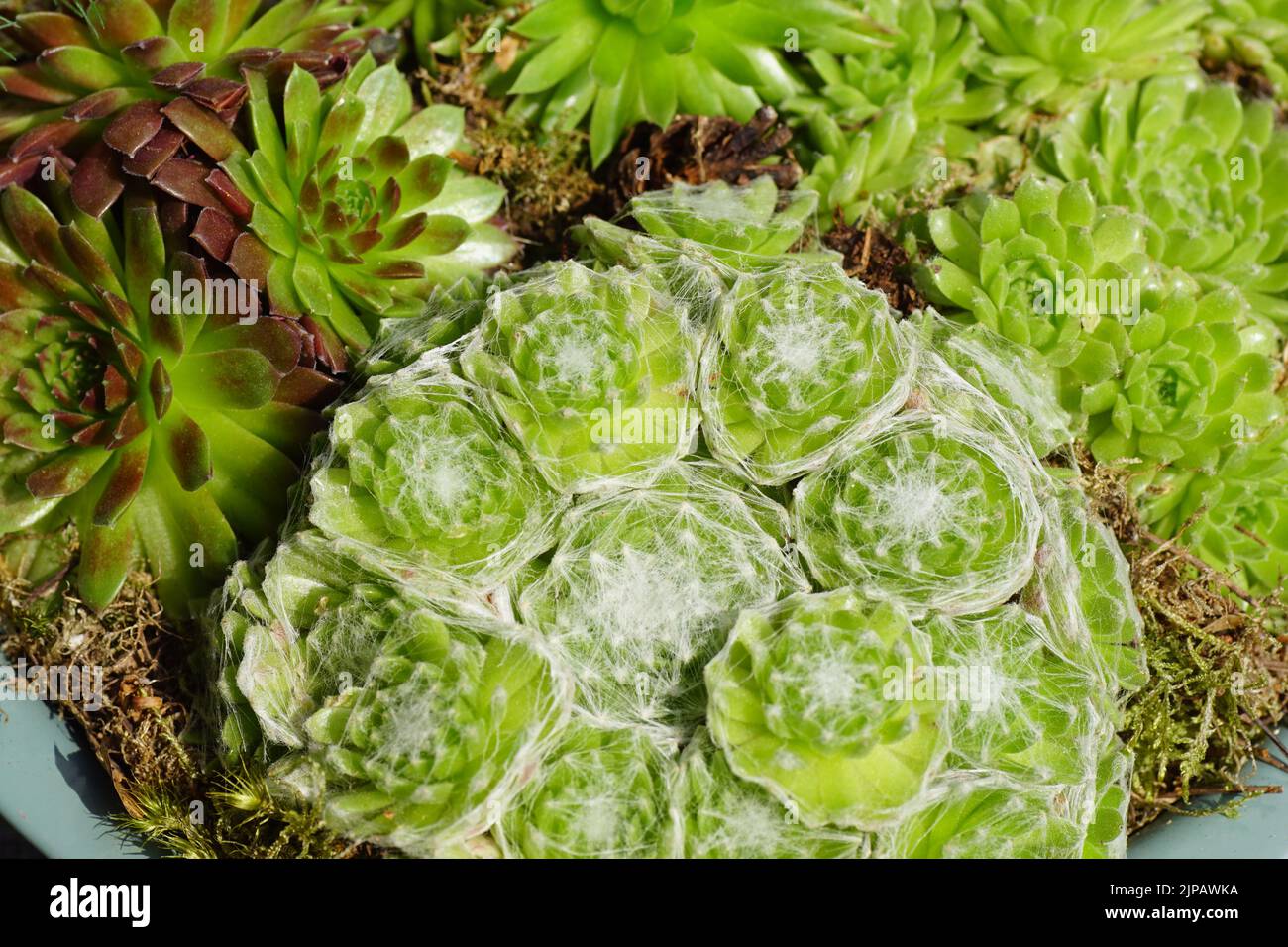 Closeup of mixed houseleeks, sempervivum species. Stonecrop family, orpine family, Crassulaceae Stock Photo