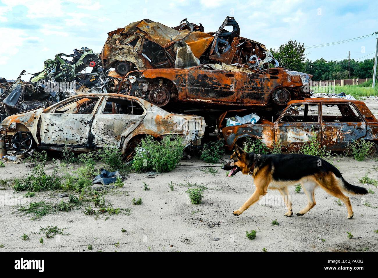 Bucha, Kyiv Oblast, Ukraine. 13th Aug, 2022. A German Sheperd dog walks past destroyed vehicles by Russian attacks at a car cemetery in Bucha, Kyiv Oblast, amid the Russian invasion of Ukraine. Moscow continues to bear down on Ukraine with ferocity especially in Donetsk, Luhansk, Kharkiv and Kherson. (Credit Image: © Daniel Ceng Shou-Yi/ZUMA Press Wire) Stock Photo