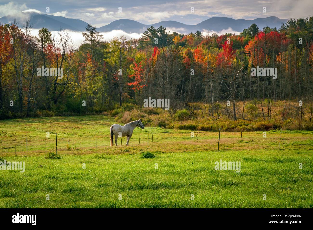 White horse standing in a field of grass with colorful autun foliage and mountains in the background. Stock Photo