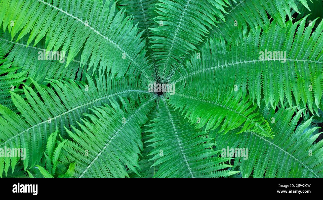 Fern funnel background.Green decorative fern in the garden. Stock Photo