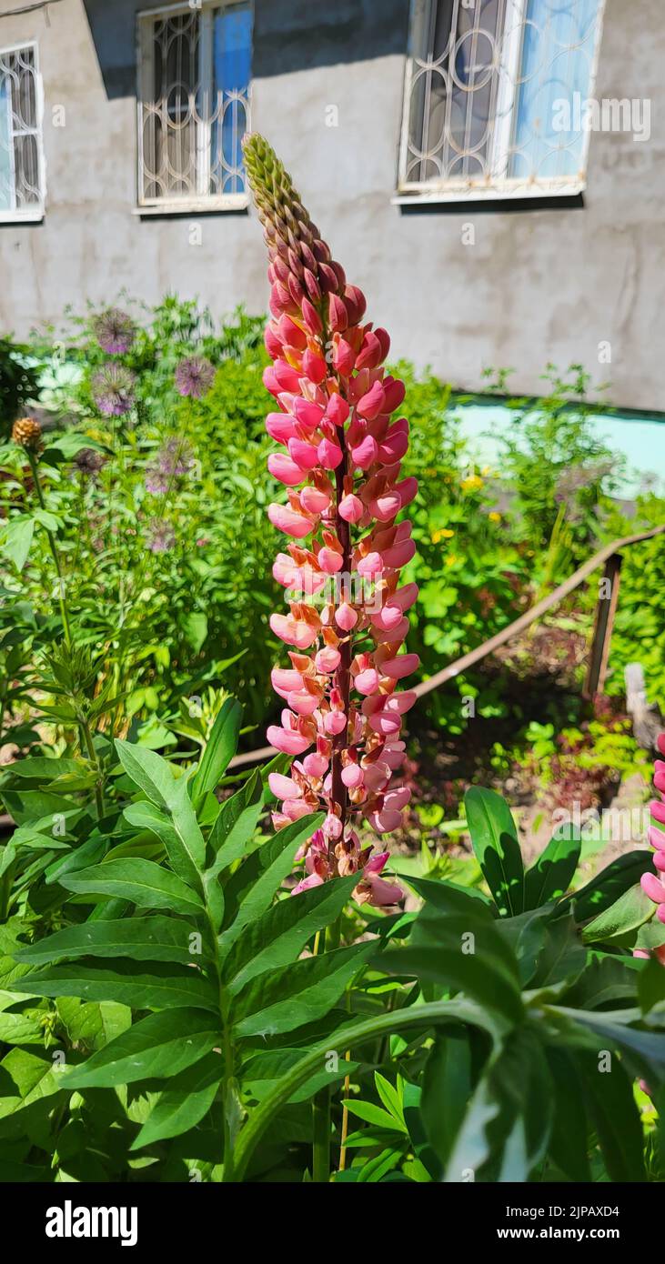 Pink lupine flowers blooming isolated at a white background. Stock Photo