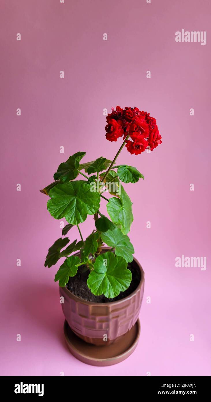 Blooming red geranium in a brown pot on a pink background. Young geranium shoots Stock Photo