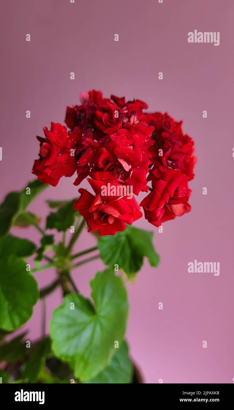 Blooming red geranium on a pink background. Young geranium shoots Stock Photo