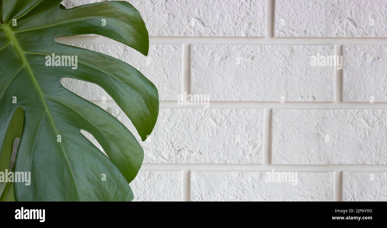 Beautiful large sheet monstera against the background of a white brick wall. a copy of the space. Stock Photo