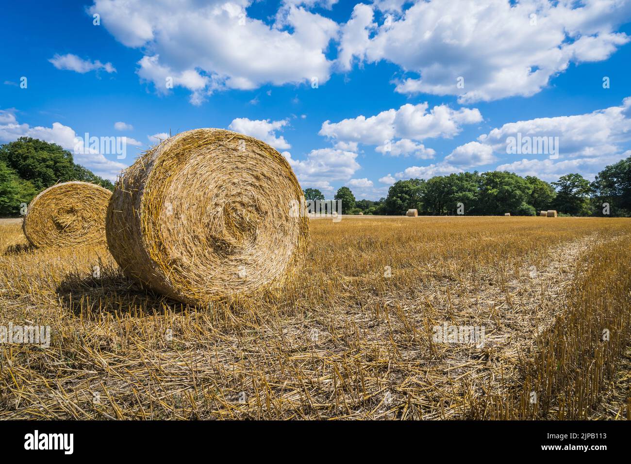 straw bales on a harvested field Stock Photo