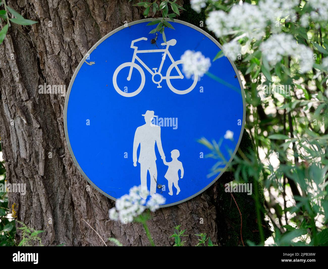 Man holding hands walking with child and cylcle path sign indicating foot and cycle path, Pruggern, Liezen, Styria, Austria Stock Photo