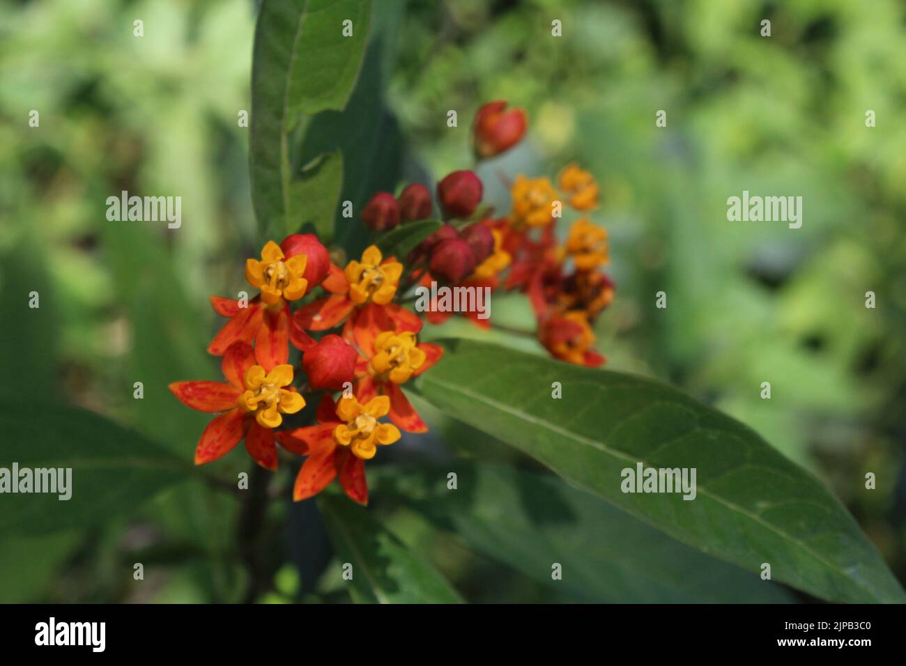 Flowers of tropical milkweed plant blood flower (Asclepias curassavica) Stock Photo