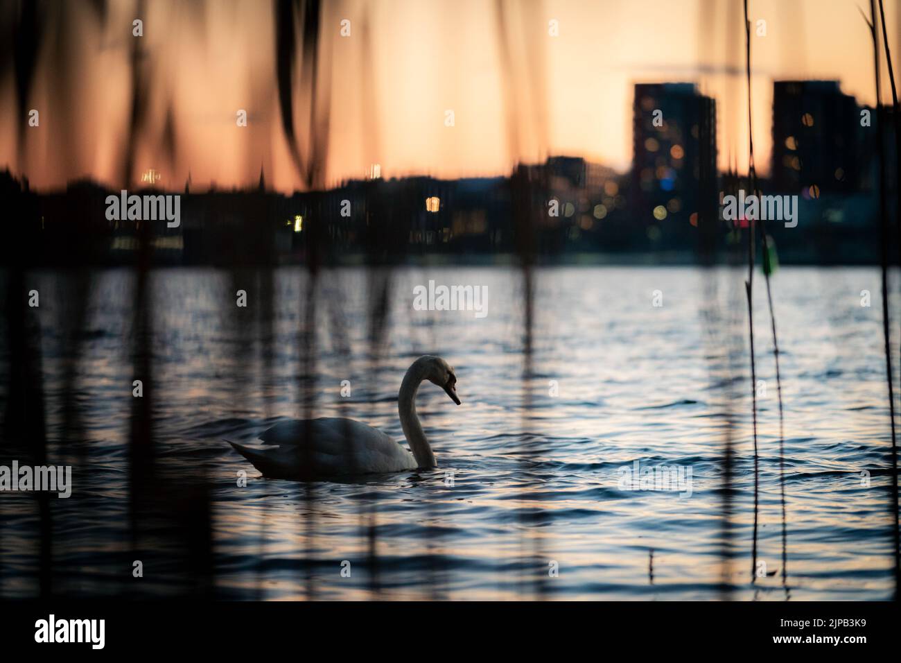 Swan on the Baltic sea at sunset between Lidingö and Stockholm Stock Photo
