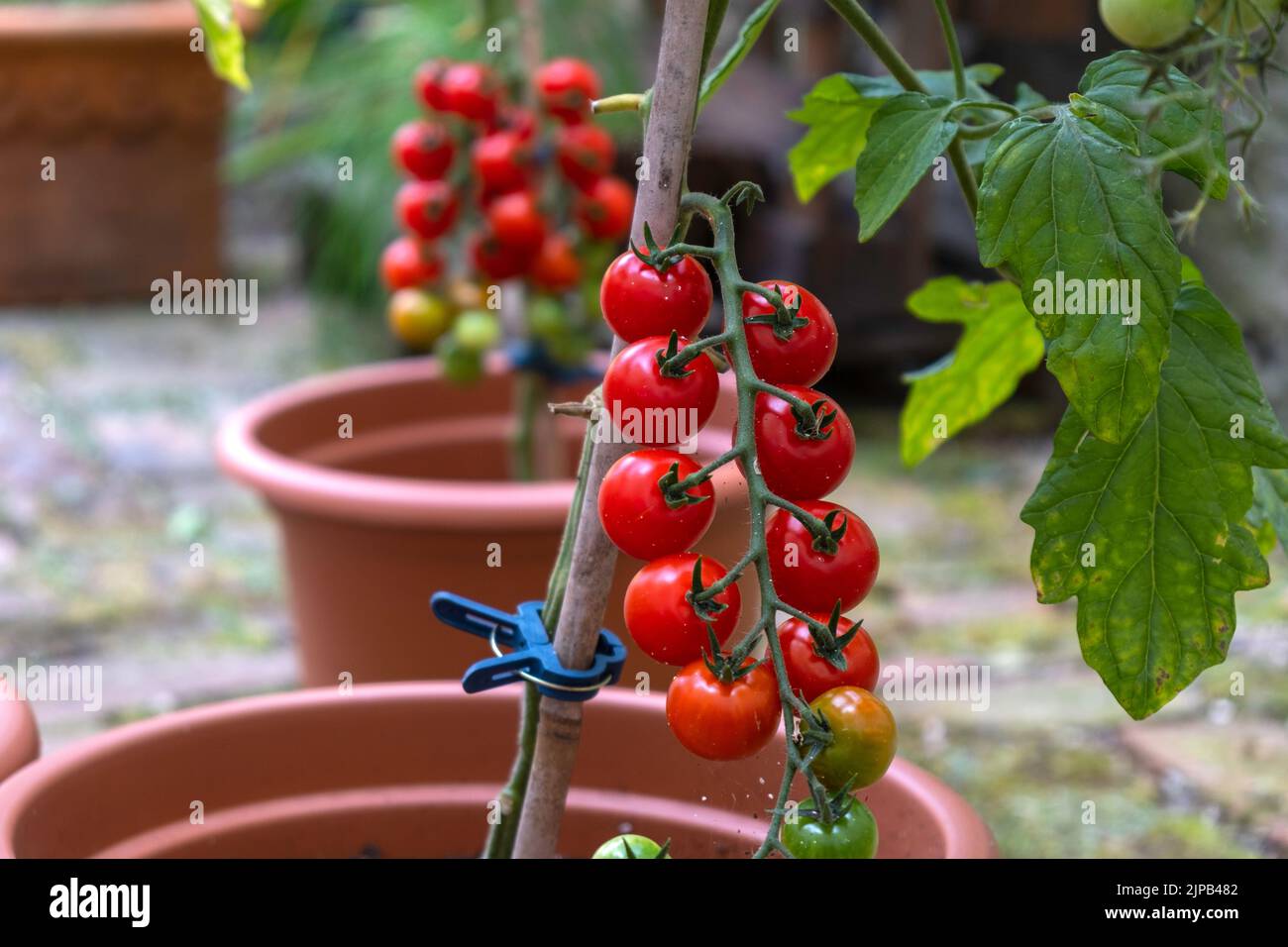 Ripe red organic tomato. Beautiful heirloom tomatoes Stock Photo - Alamy