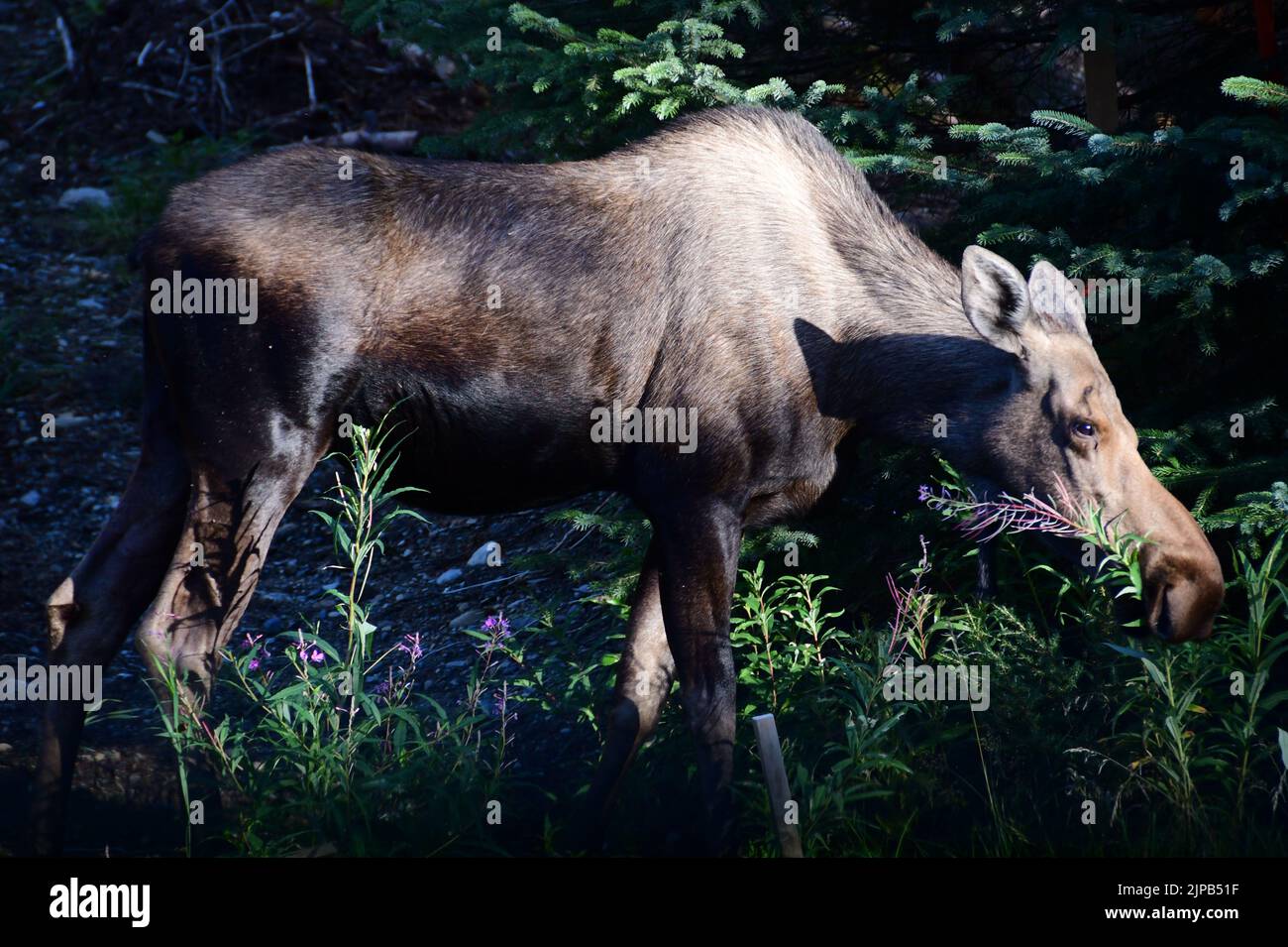 Girdwood, Alaska, USA. 29th July, 2022. Moose are seen on the side of the road near homes in Girdwood, Alaska, Friday July 29, 2022. (Credit Image: © Mark Hertzberg/ZUMA Press Wire) Stock Photo