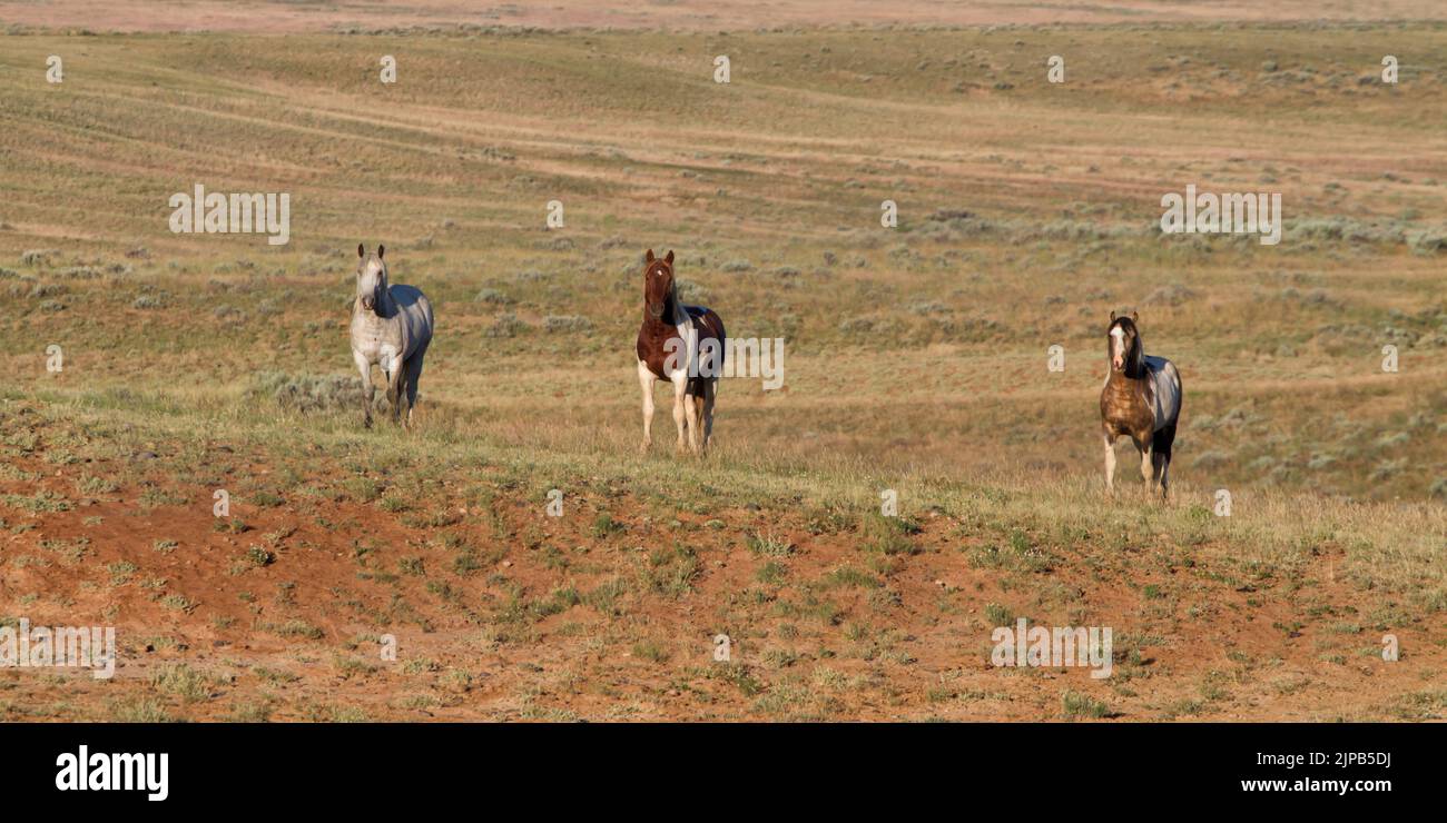 Wild horses mustangs mare hi-res stock photography and images - Alamy