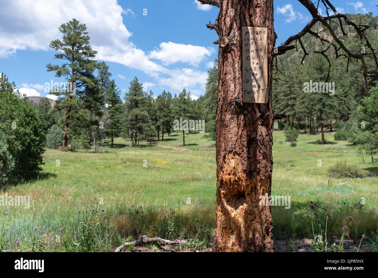 A pine tree with bullet holes and splintered wood on U.S. Forest land that has been used illegally for target practice. Stock Photo