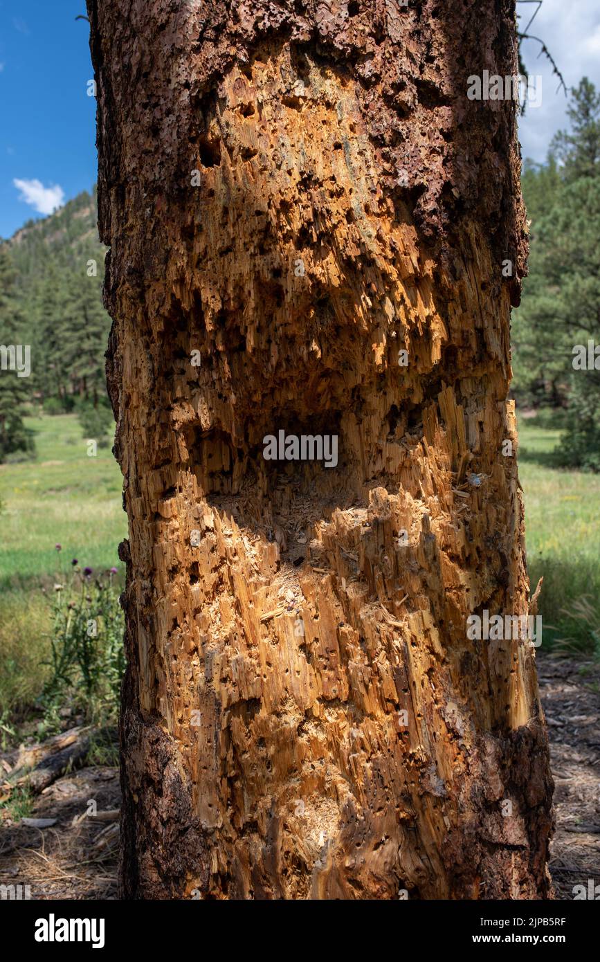 Pine tree, ponderosa pine, Pinus ponderosa, with bullet holes, on U.S. Forest land, used illegally for target practice near Pagosa Springs, CO, USA. Stock Photo