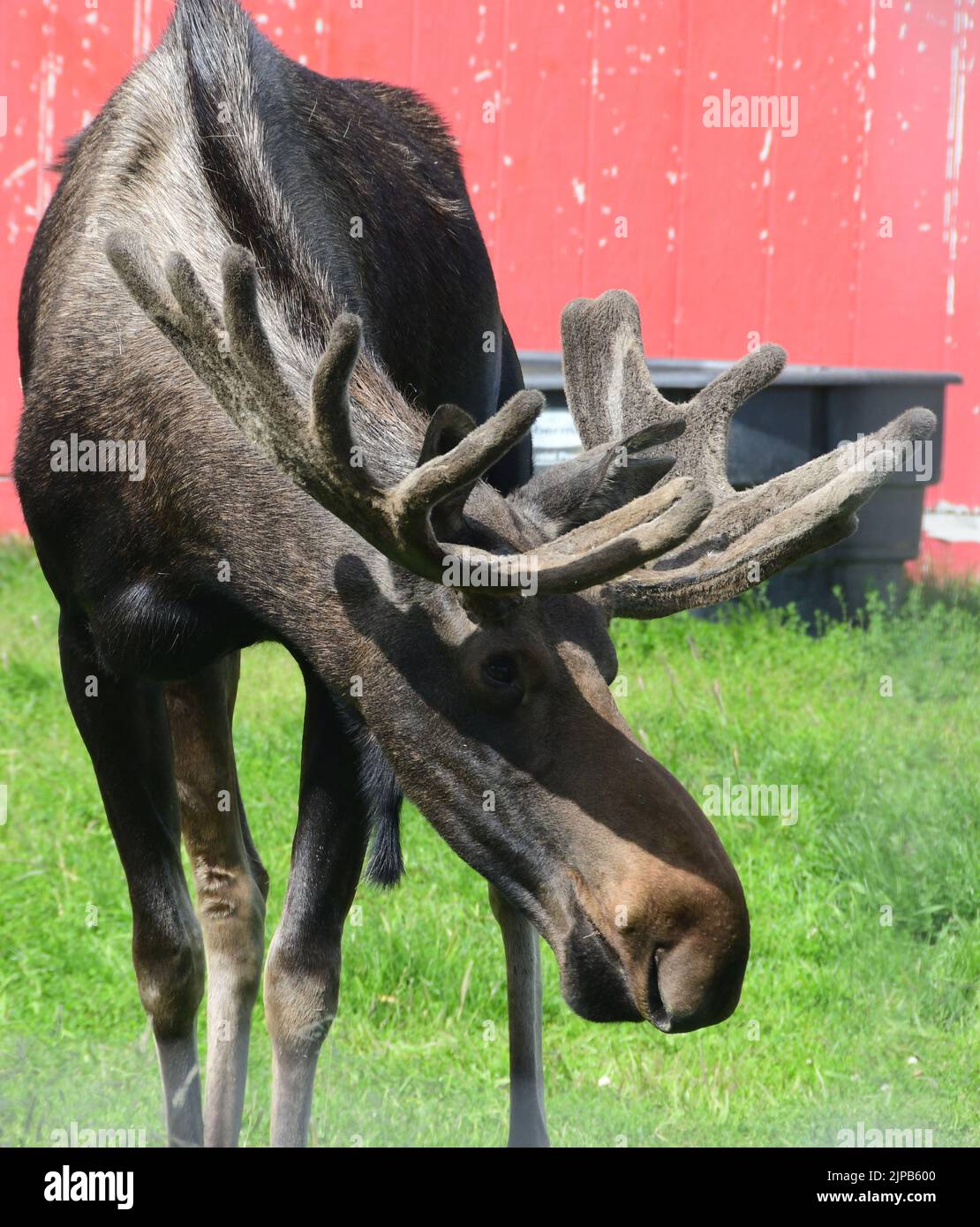 Girdwood, Alaska, USA. 29th July, 2022. A moose is seen in the Alaska Wildlife Conservation Center near Girdwood, Alaska, Friday July 29, 2022. (Credit Image: © Mark Hertzberg/ZUMA Press Wire) Stock Photo
