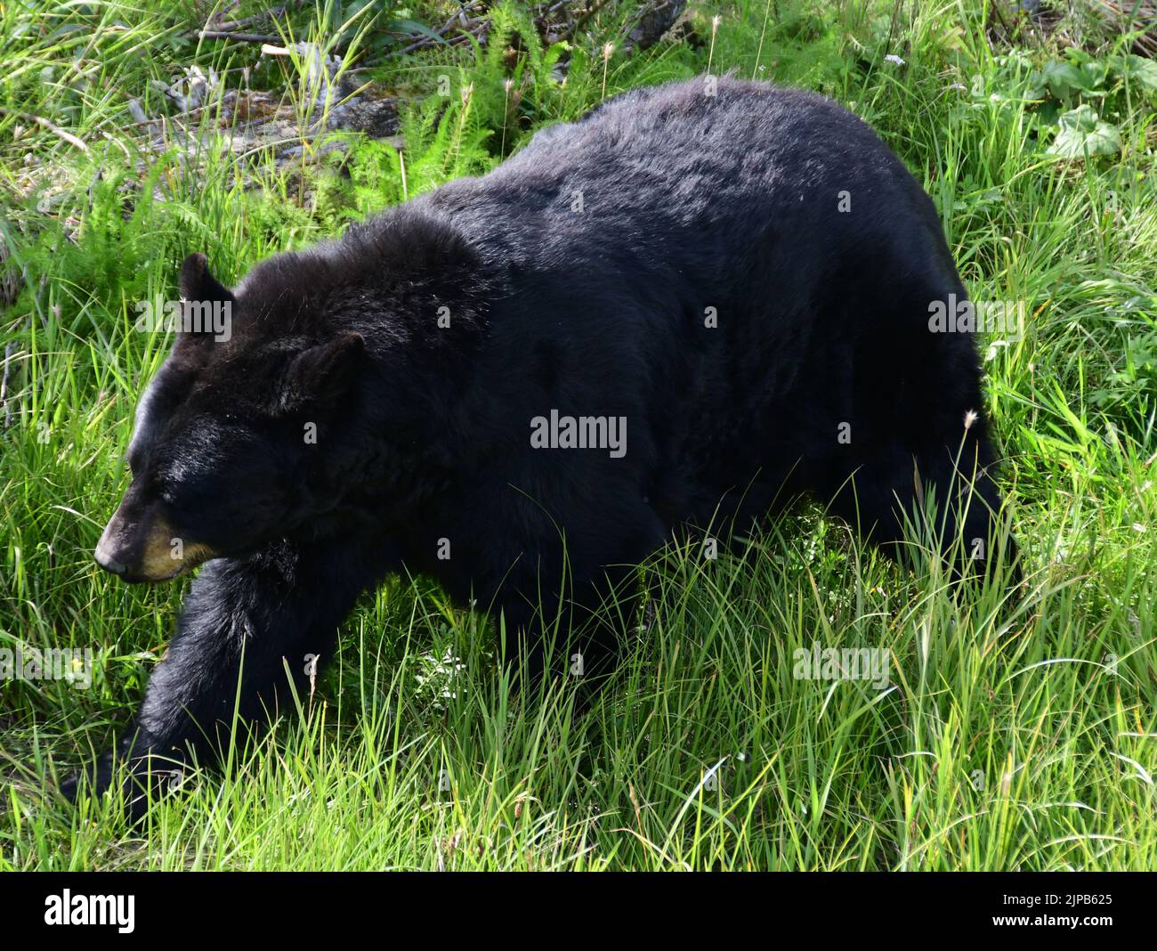 Girdwood, Alaska, USA. 29th July, 2022. A black bear is seen in the Alaska Wildlife Conservation Center near Girdwood, Alaska, Friday July 29, 2022. (Credit Image: © Mark Hertzberg/ZUMA Press Wire) Stock Photo