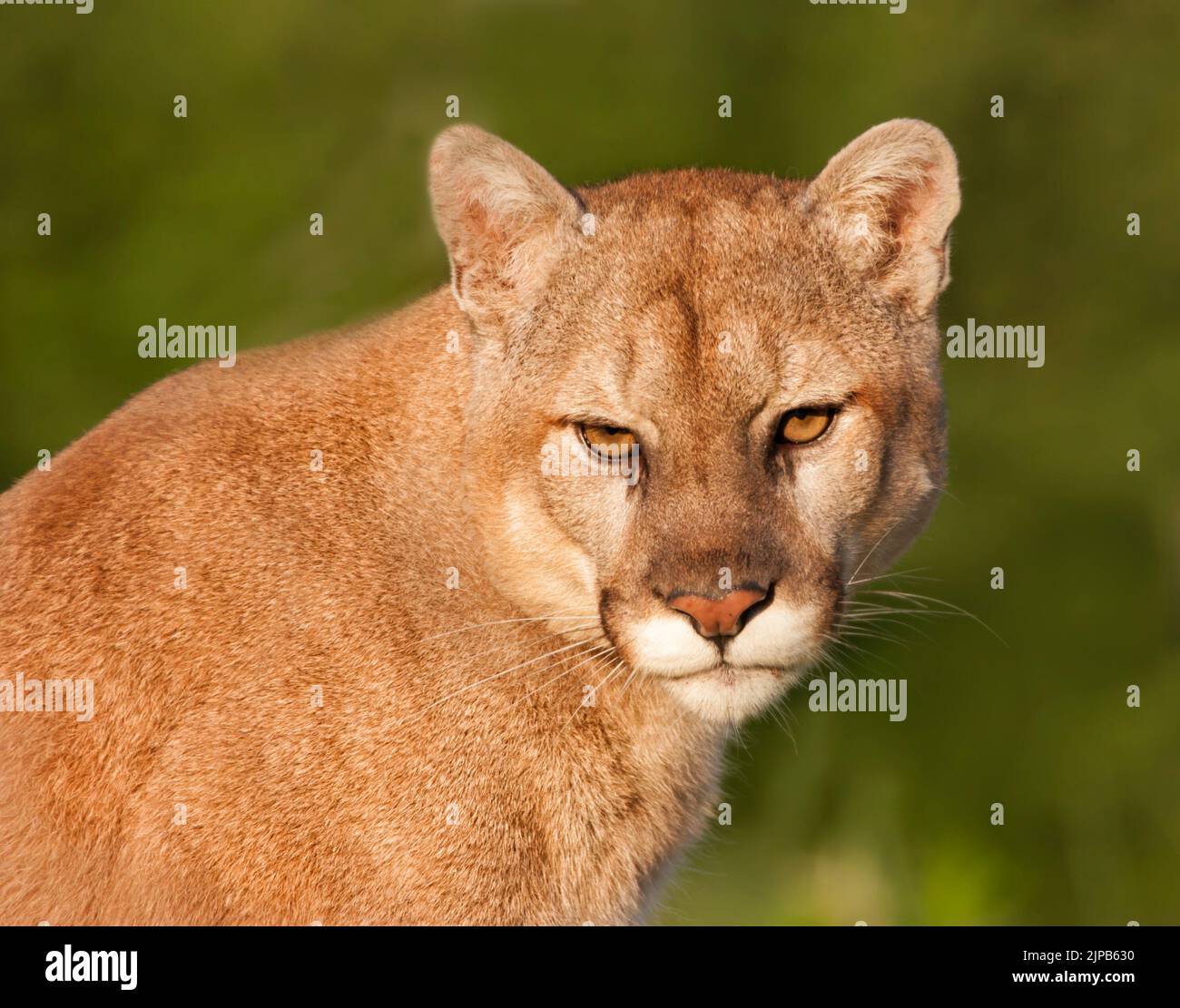 Mountain Lion Head and Shoulders Close up Stock Photo Alamy