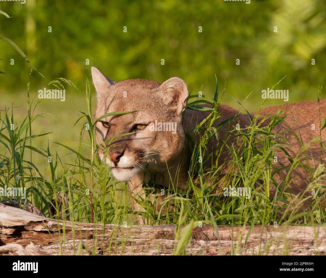 Brown puma hi res stock photography and images Page 3 Alamy