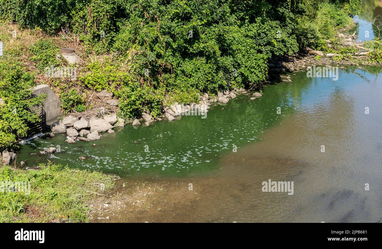 wastewater discharging into a creek showing bright green water coming through a grate into the brown water of the natural waterway Stock Photo