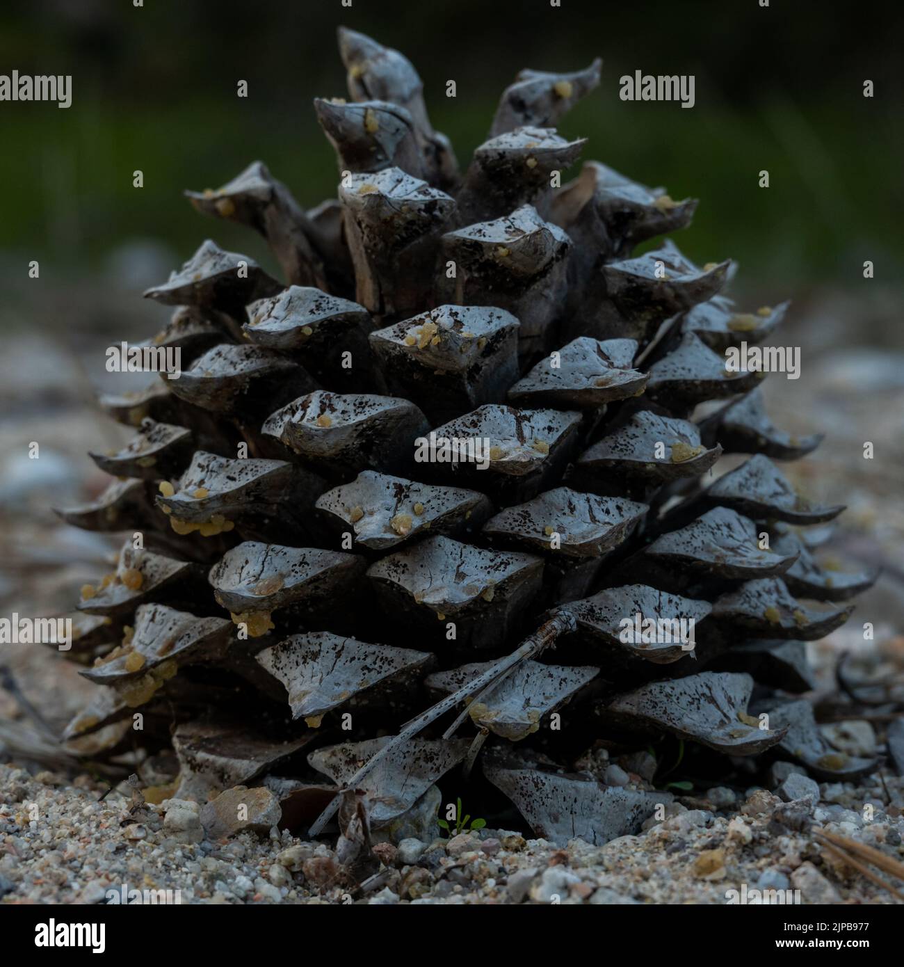 Large pine cone hi-res stock photography and images - Alamy