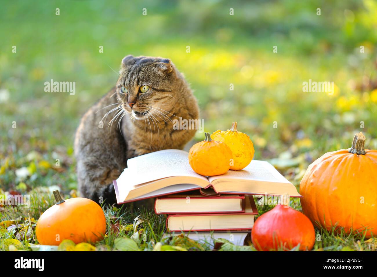 books and cat.Books, pumpkins set, autumn leaves and sulfur emotional cat in the autumn garden.Back to school. Emotions of a cat.Autumn reading Stock Photo