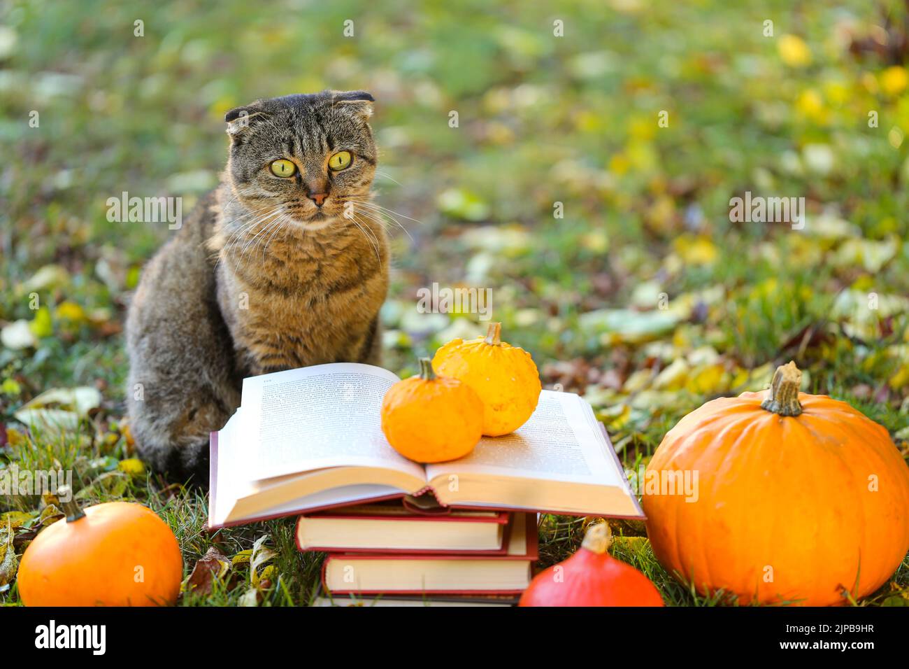 Books, pumpkins set, autumn leaves and sulfur emotional cat in the autumn garden.Back to school. Scientist cat. Emotions of a cat. Halloween stories Stock Photo