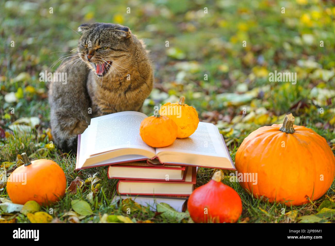 books and cat.Books, pumpkins set, autumn leaves and emotional cat in the autumn garden.Back to school. Scientist cat. Emotions of a cat.Autumn Stock Photo