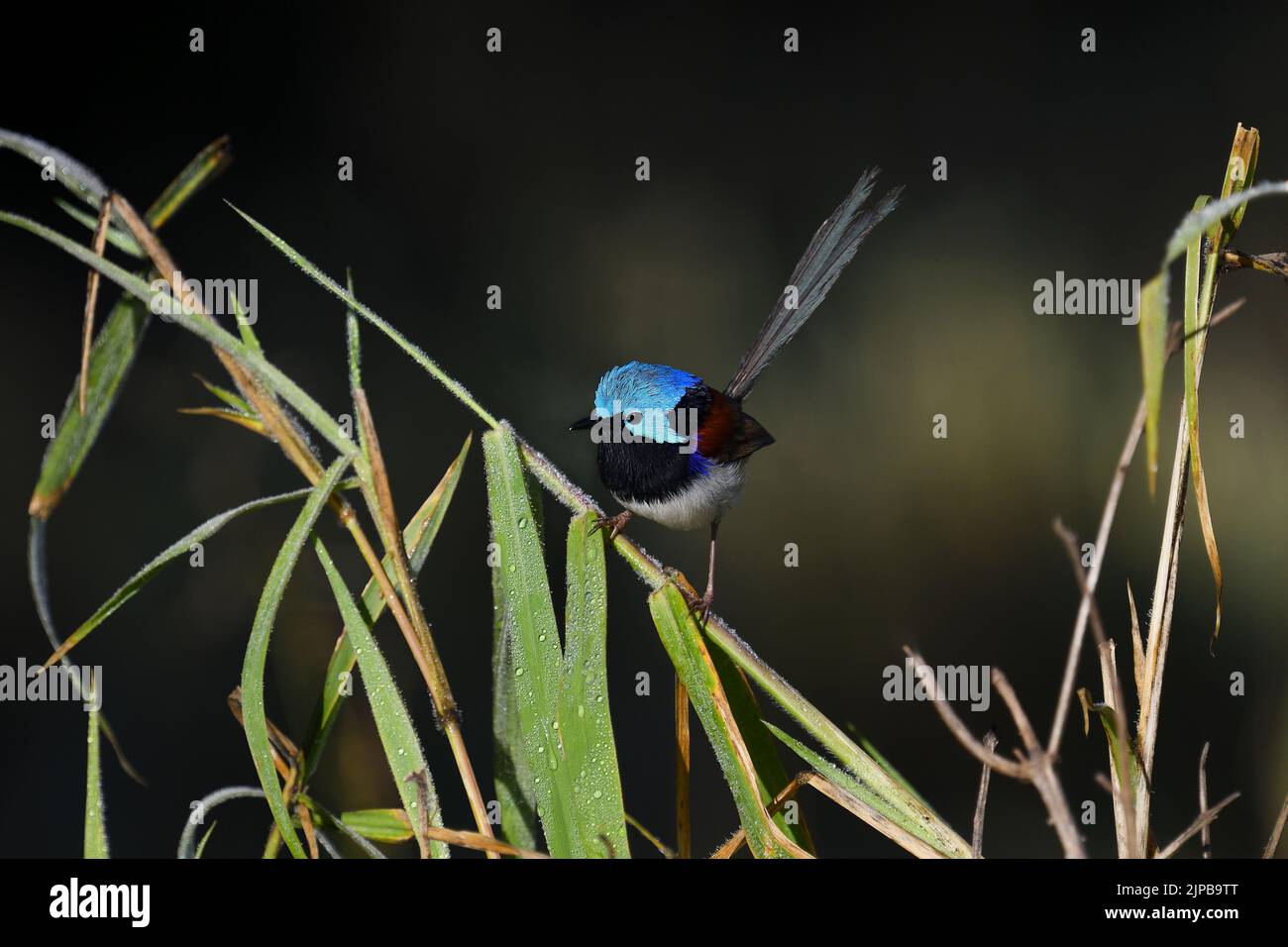 An Australian male Variegated Fairy-wren -Malurus lamberti, Nominate race- bird perched on tall grass looking for food in the soft early morning light Stock Photo