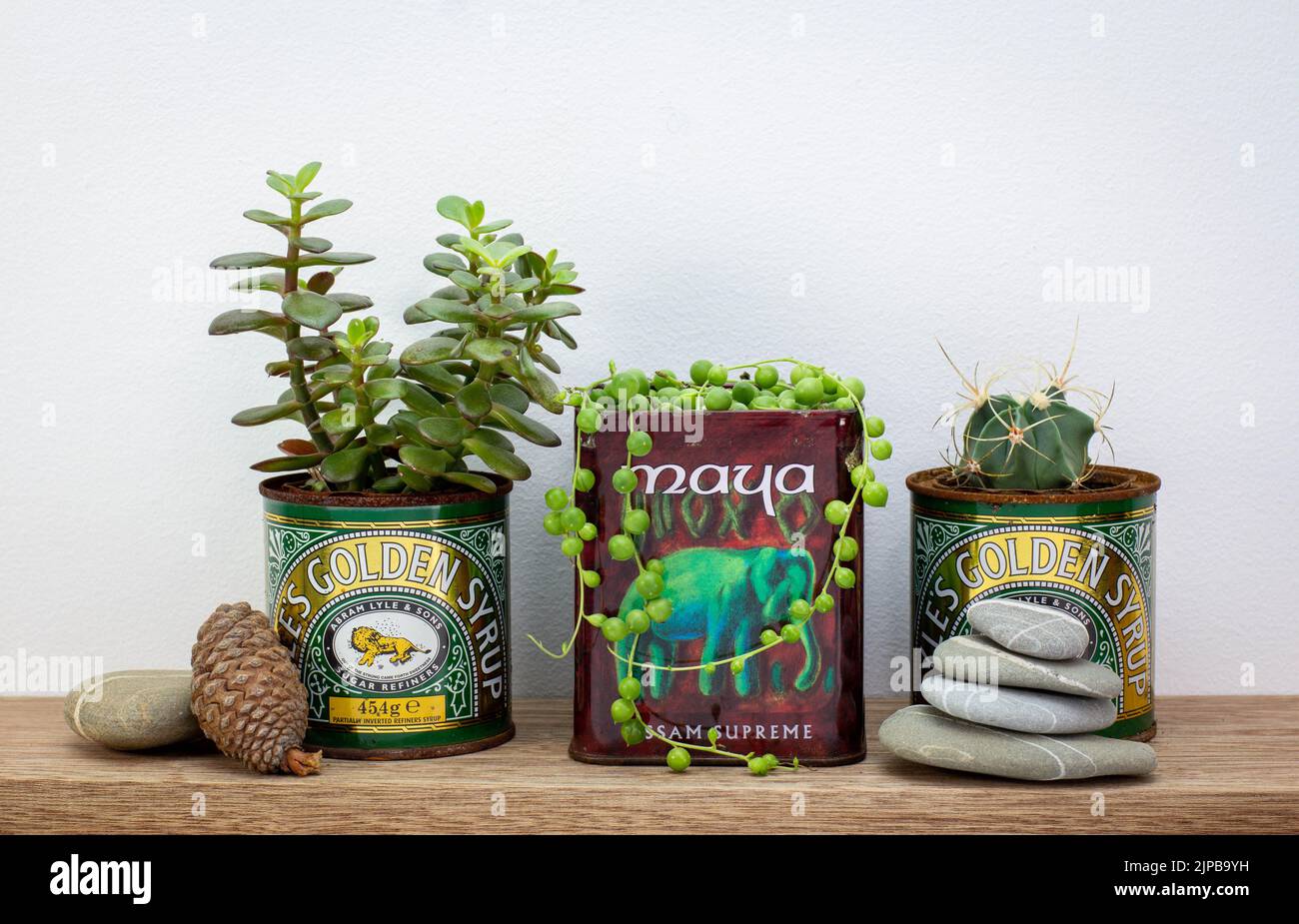 golden syrup and tea tins used for succulent plants on shelf, repurpose and upcycle to reduce waste in sustainable garden Stock Photo