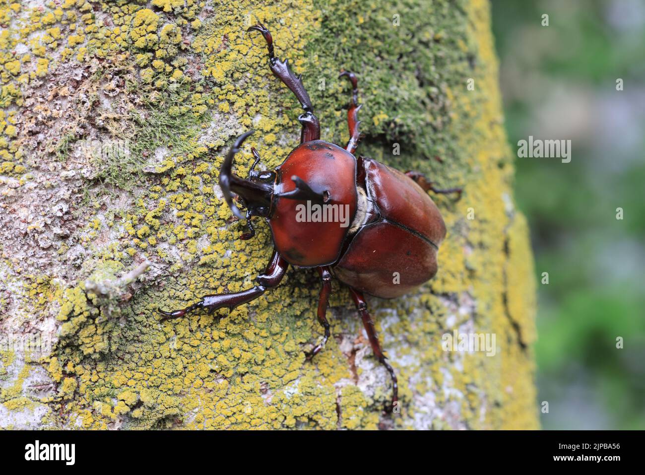 Japanese rhinoceros beetle (Trypoxylus dichotomus) male in Japan Stock Photo