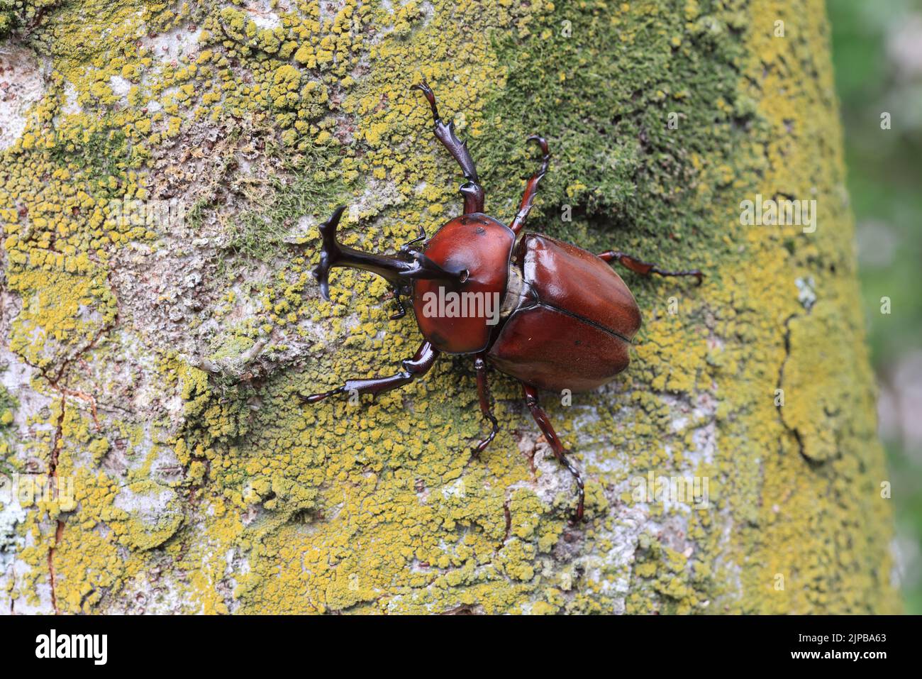 Japanese rhinoceros beetle (Trypoxylus dichotomus) male in Japan Stock Photo