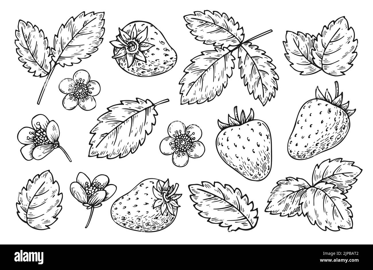 Strawberry floral elements black line set. Hand drawn berries leaves flowers for children and adult coloring book, scrapbooking, nail stamps, laser en Stock Vector