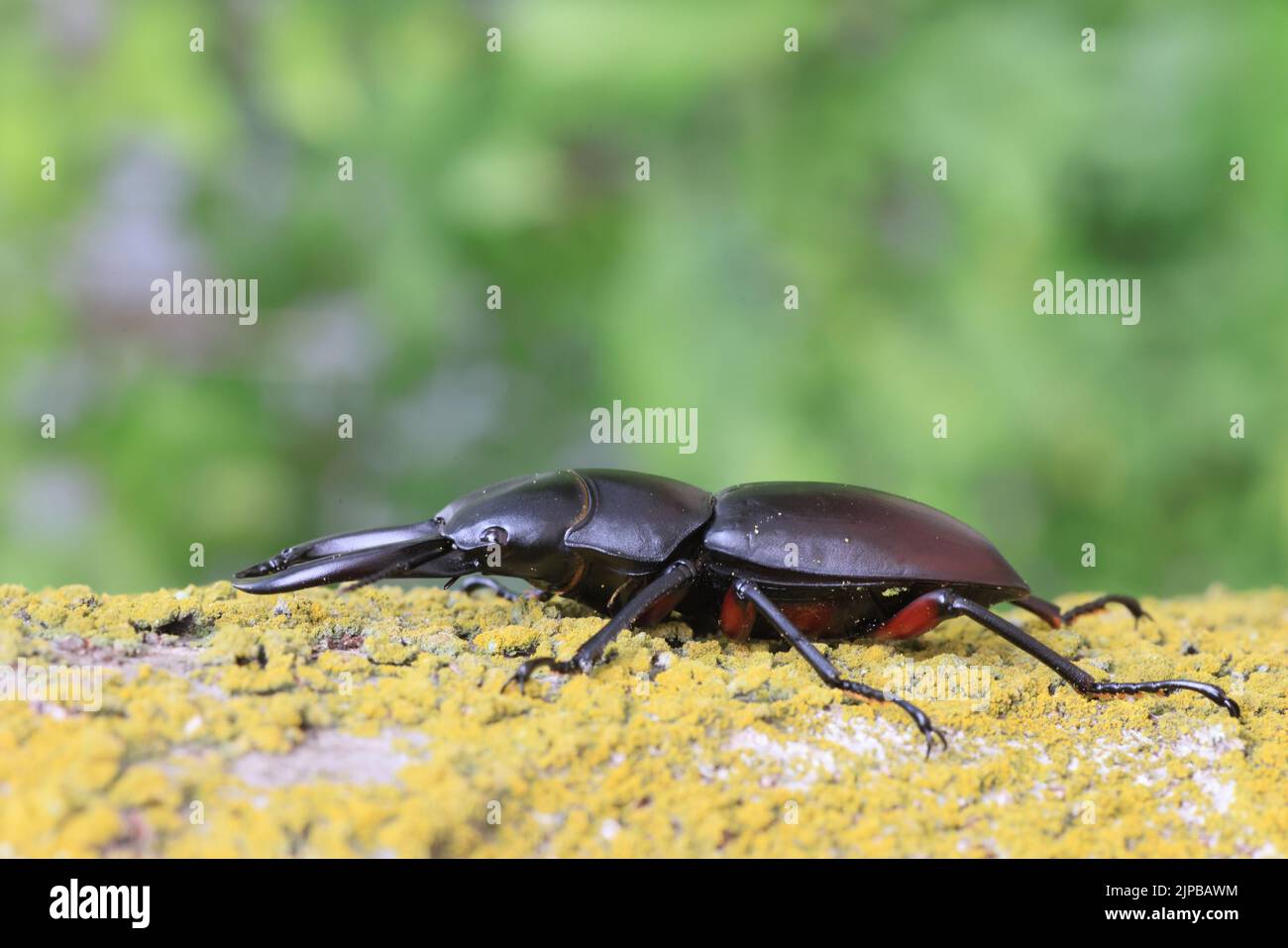 Asian red-footed stag beetle (Dorcus rubrofemoratus) male in Japan Stock Photo