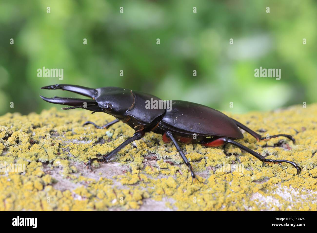 Asian red-footed stag beetle (Dorcus rubrofemoratus) male in Japan ...