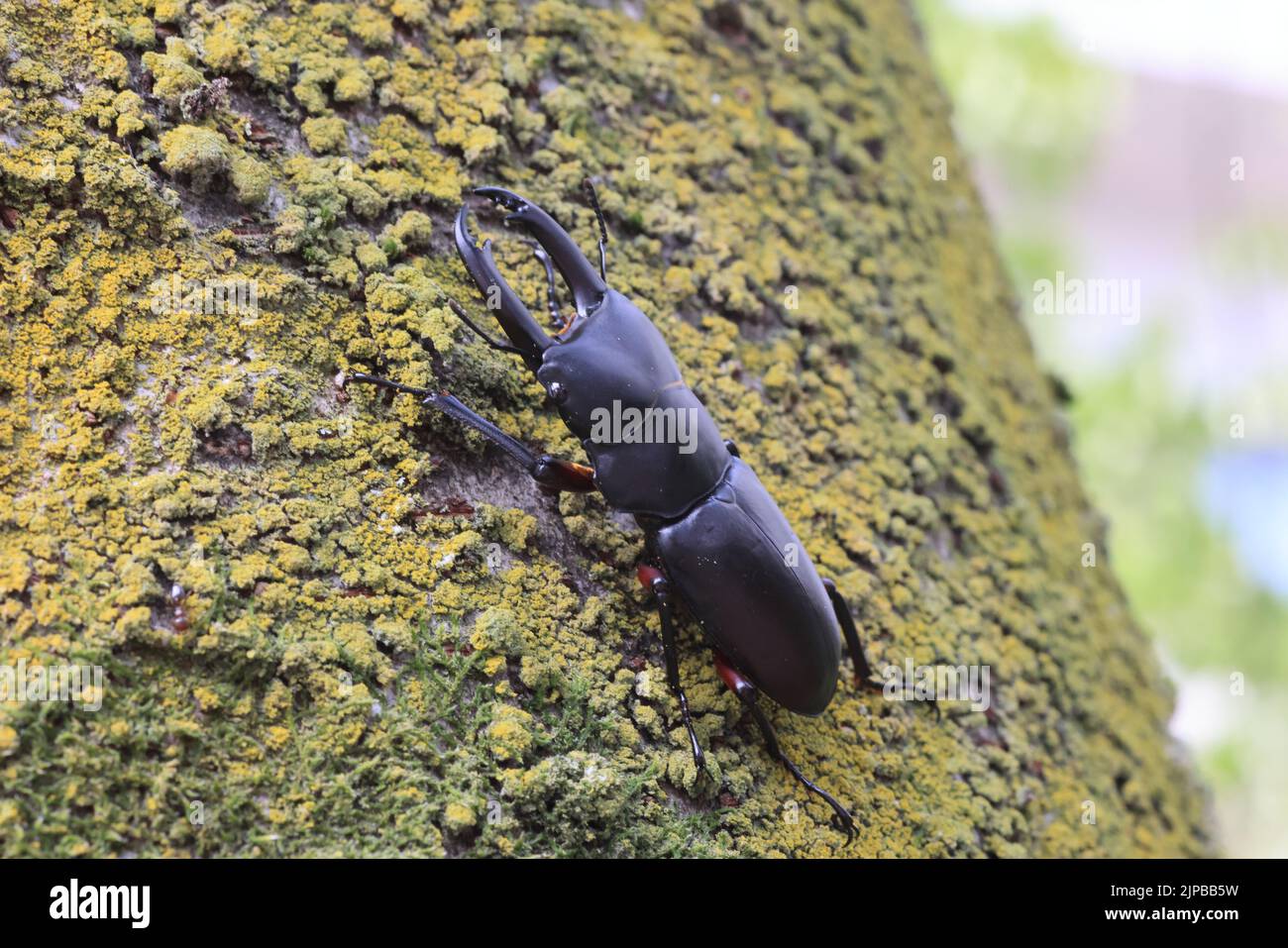 Asian red-footed stag beetle (Dorcus rubrofemoratus) male in Japan Stock Photo
